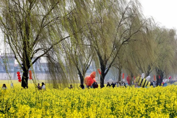 江西彭澤：萬畝油菜花綻放 激活春日經濟_fororder_3168266836853859