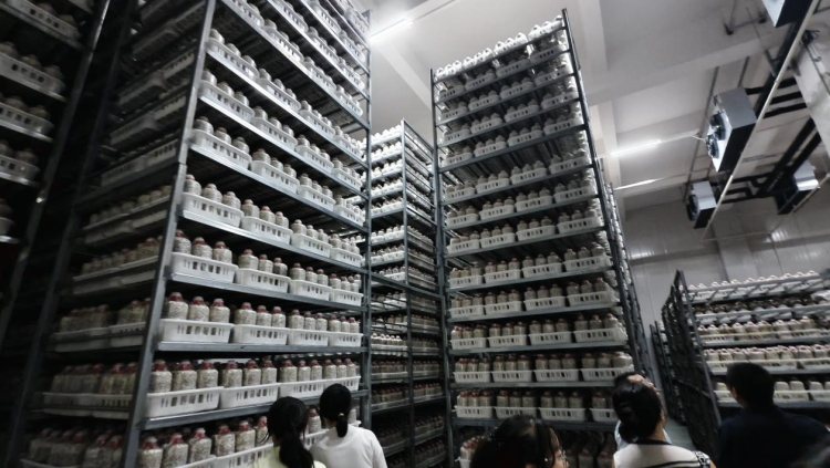 江西廣昌：廢棄蓮蓬成“點金石” 小蘑菇撐開“致富傘”_fororder_圖片7