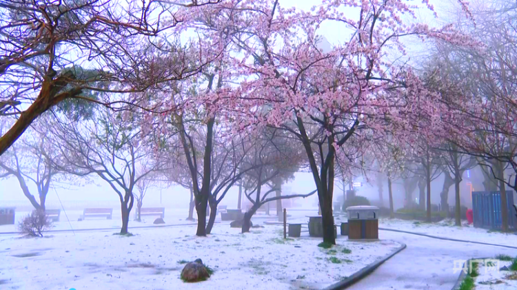 冰裹桃紅三月雪：廬山美景驚遊人