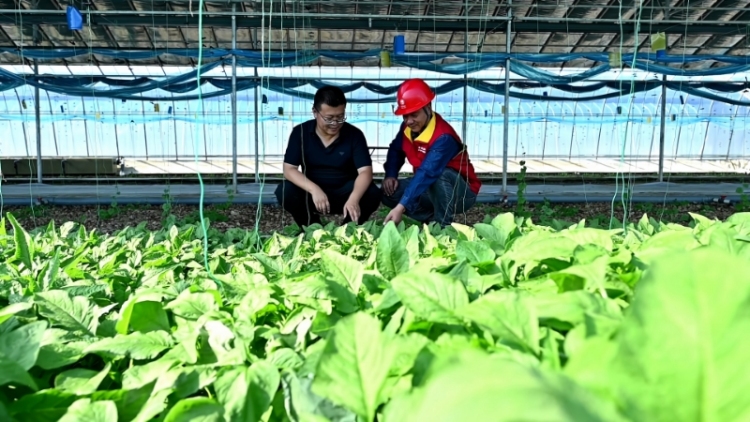 國網豐城市供電公司：智慧賦能 魚菜共生_fororder_微信圖片_20250729154838