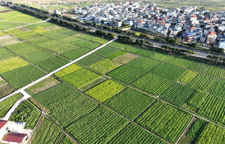 江西遂川：油菜花開春意濃