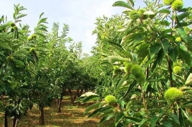 江西省林業科技實驗中心召開2023年度中財錐栗項目啟動暨實施方案研討會_fororder_2
