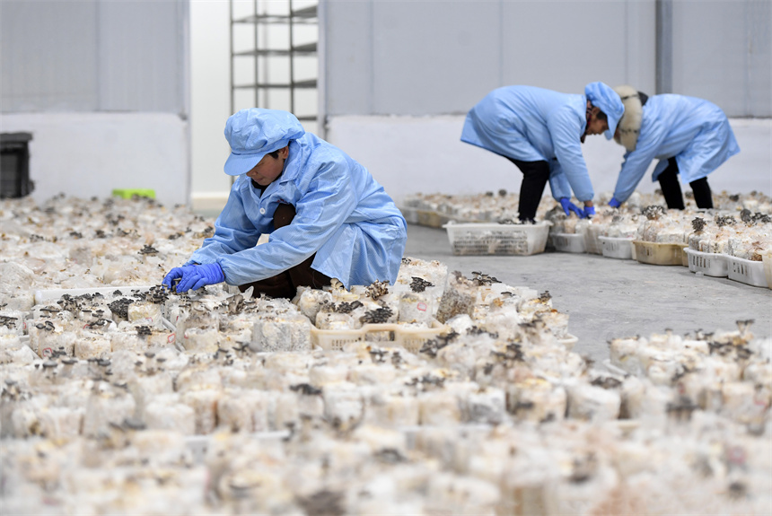 江西樟樹：特色産業助力鄉村振興