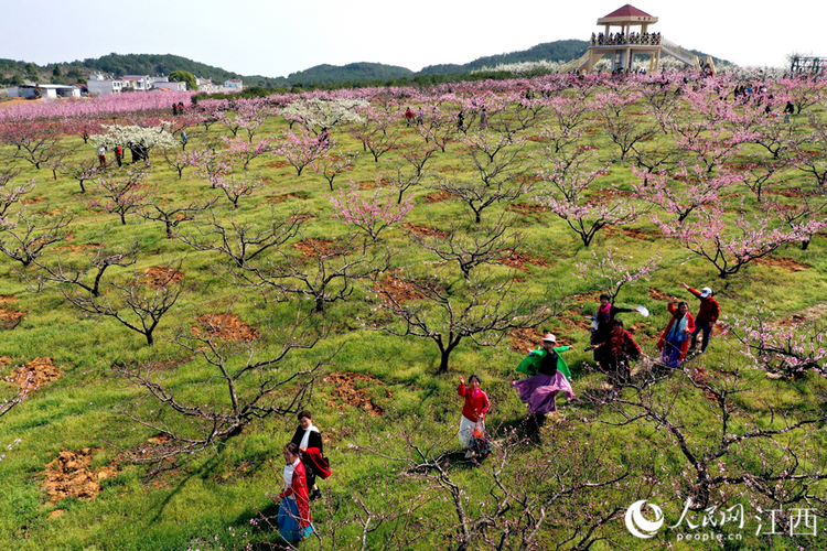 江西永修：桃花節啟動 系列多彩文旅活動將陸續舉行