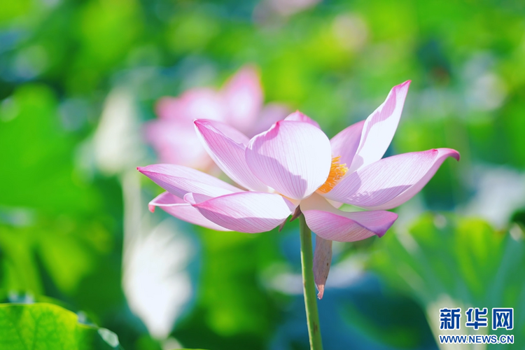 江西井岡山：盛夏荷花香滿塘_fororder_01