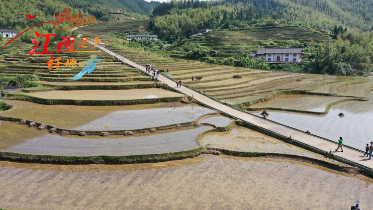 【江西是個好地方】崇義上堡梯田：走進世界“雙遺産” 千年梯田展新顏_fororder_圖片10