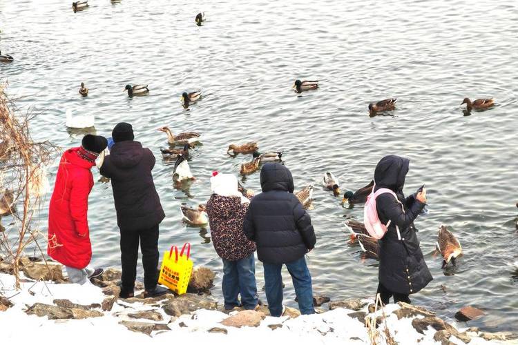 瀋陽：渾河冬日冷 候鳥嬉戲遊