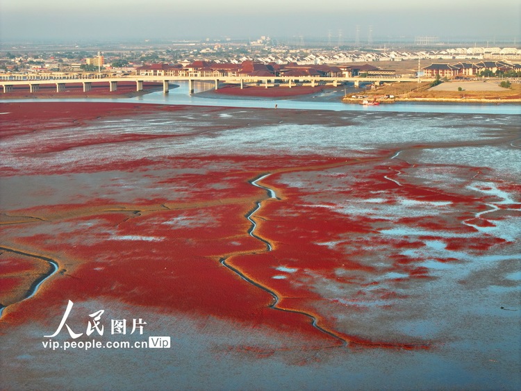 遼寧盤錦：鹼蓬鋪岸 灘塗霞染