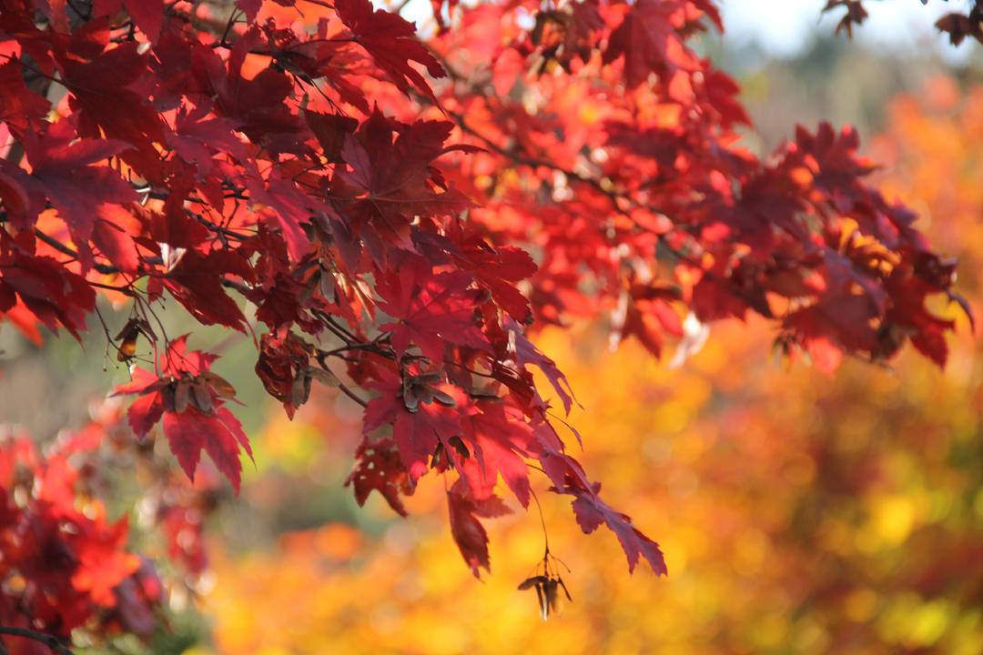 嬈！千山楓葉紅似“燒”