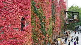 大連：紅葉“紅”了老廠房