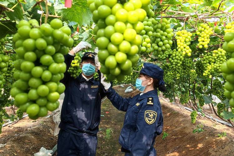 我國首次！“陽光玫瑰”海運直達澳大利亞