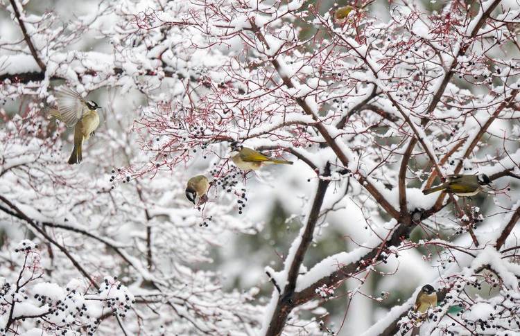 大連：鳥兒雪中覓食忙