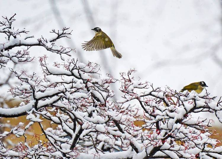 大連：鳥兒雪中覓食忙