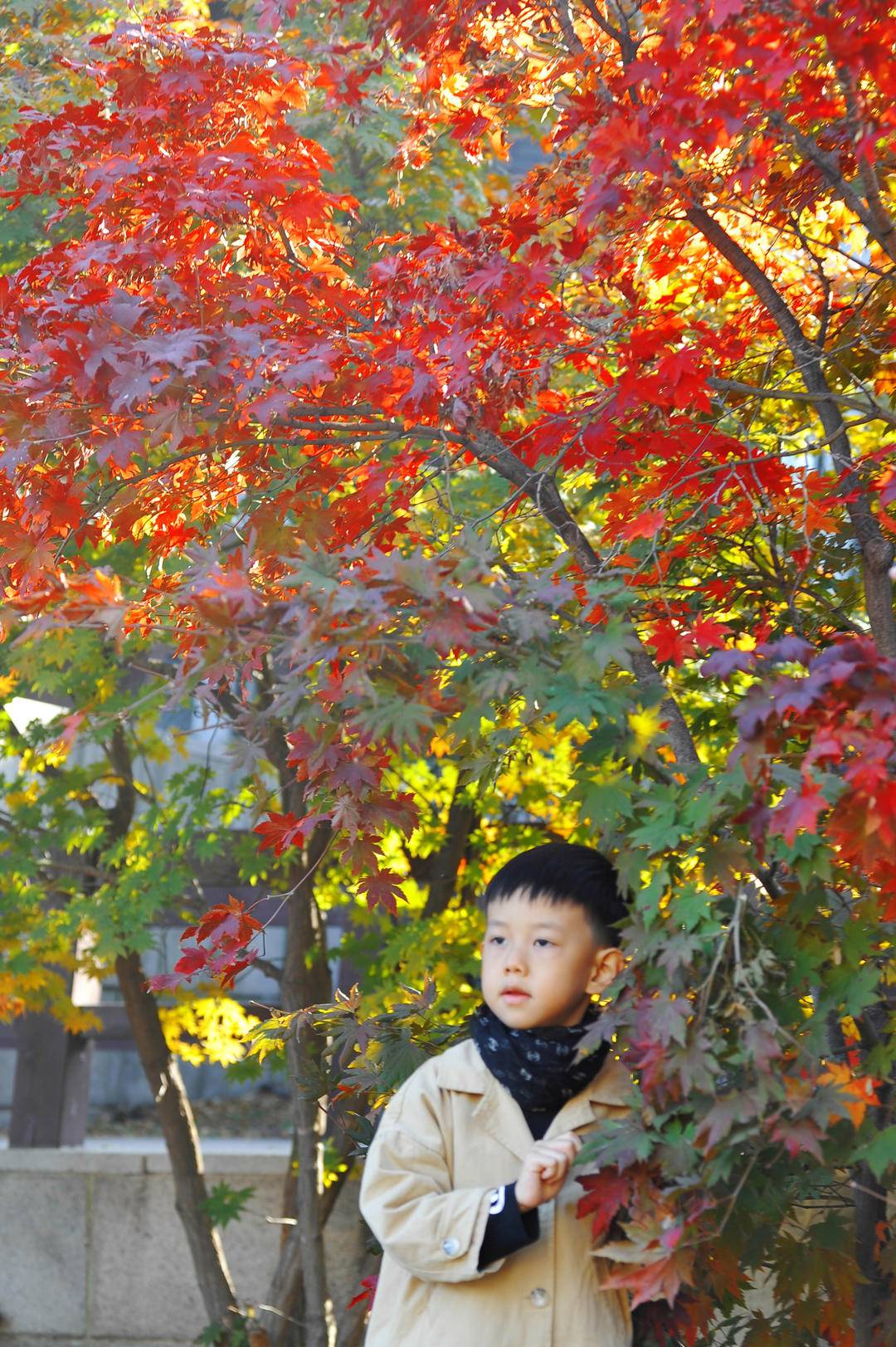 嬈！千山楓葉紅似“燒”