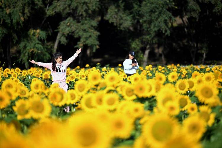 瀋陽：向陽花正“炫”