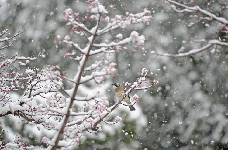 大連：鳥兒雪中覓食忙