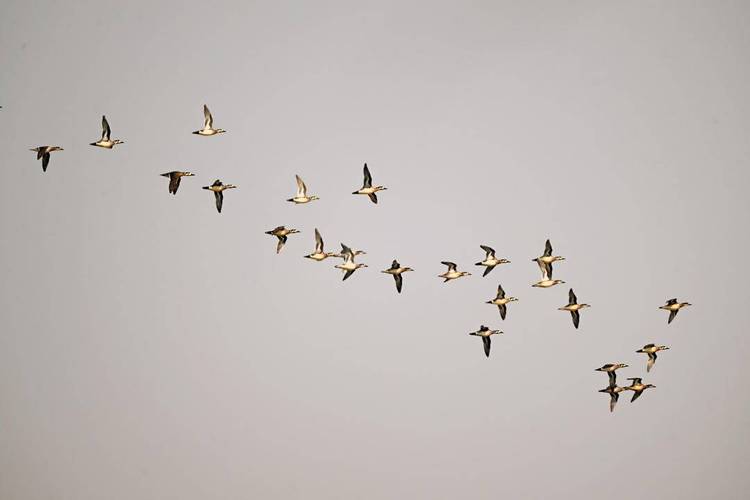 早春“歸鳥圖”，遼河美如畫