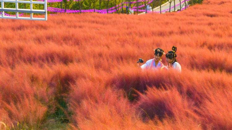 大連石河村：粉黛花把顏值變“産值”