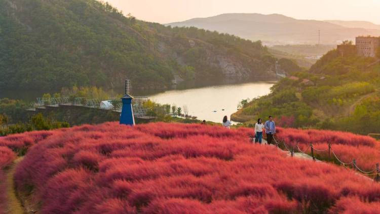 大連石河村：粉黛花把顏值變“産值”