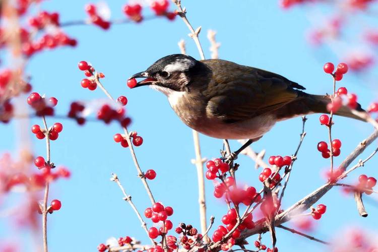 朝陽：飛鳥翔集，觀賞成趣