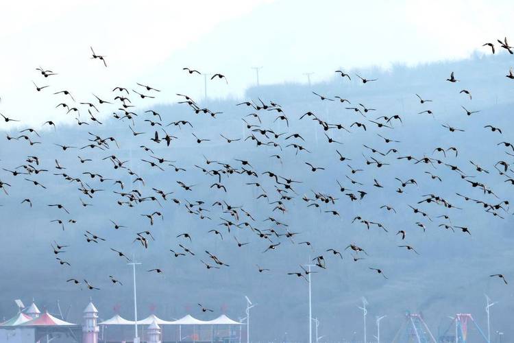 朝陽：集群勁飛，壯觀“鳥海”