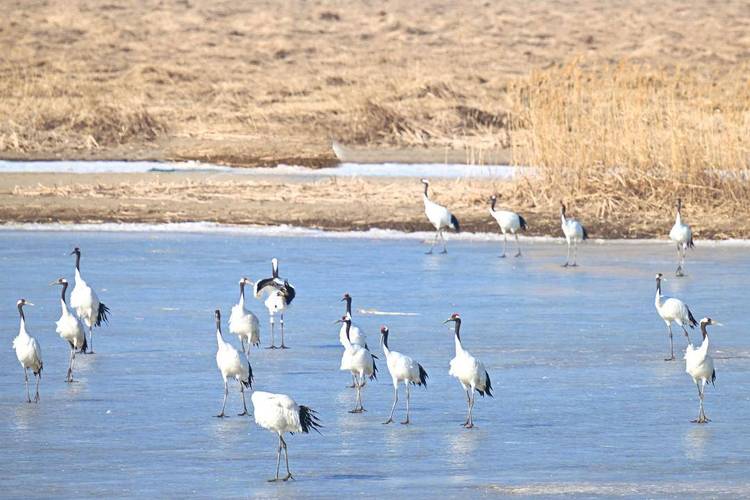 盤錦：鶴鳴春回遼河口