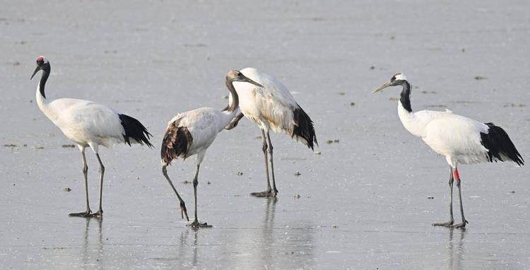 12488隻水鳥來盤錦越冬