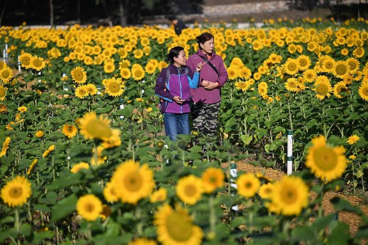 瀋陽：向陽花正“炫”