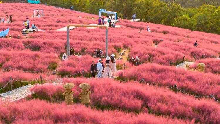 大連石河村：粉黛花把顏值變“産值”