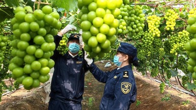 我國首次！“陽光玫瑰”海運直達澳大利亞