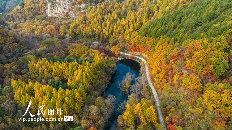 遼寧本溪：大地森林公園秋色美