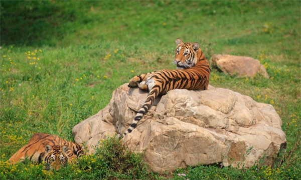 瀋陽森林動物園開展系列活動迎國慶長假