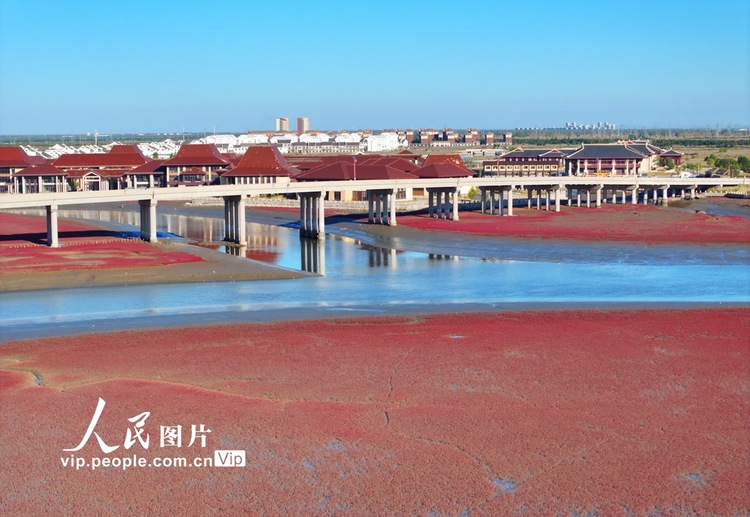 遼寧盤錦：鹼蓬鋪岸 灘塗霞染