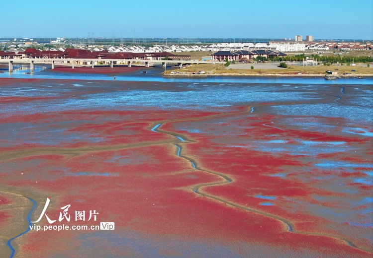 遼寧盤錦：鹼蓬鋪岸 灘塗霞染