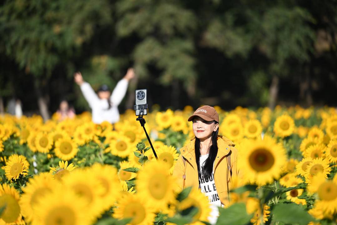 瀋陽：向陽花正“炫”