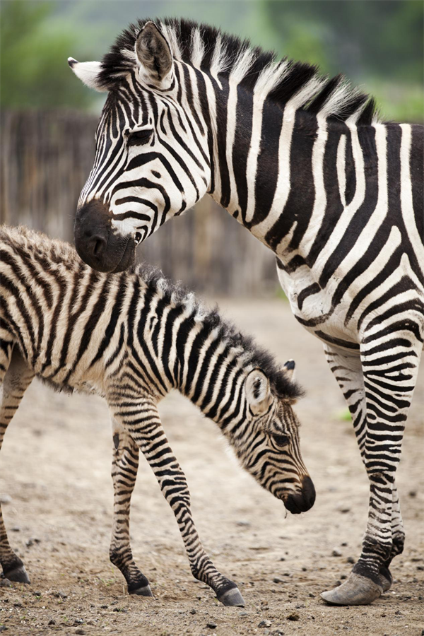 瀋陽森林動物園開展系列活動迎國慶長假