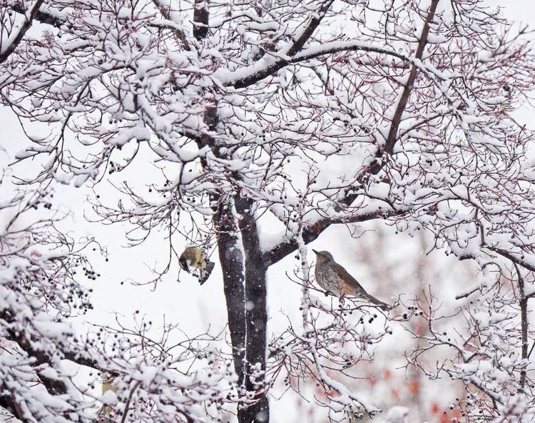 大連：鳥兒雪中覓食忙