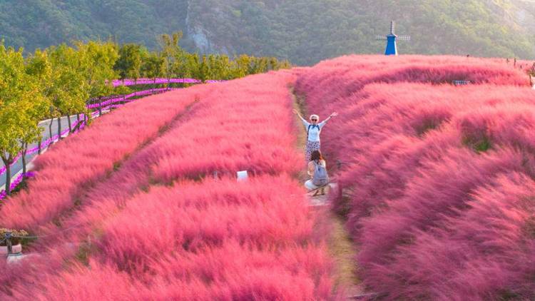 大連石河村：粉黛花把顏值變“産值”