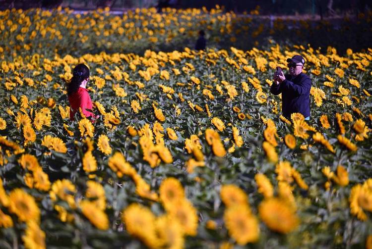 瀋陽：向陽花正“炫”