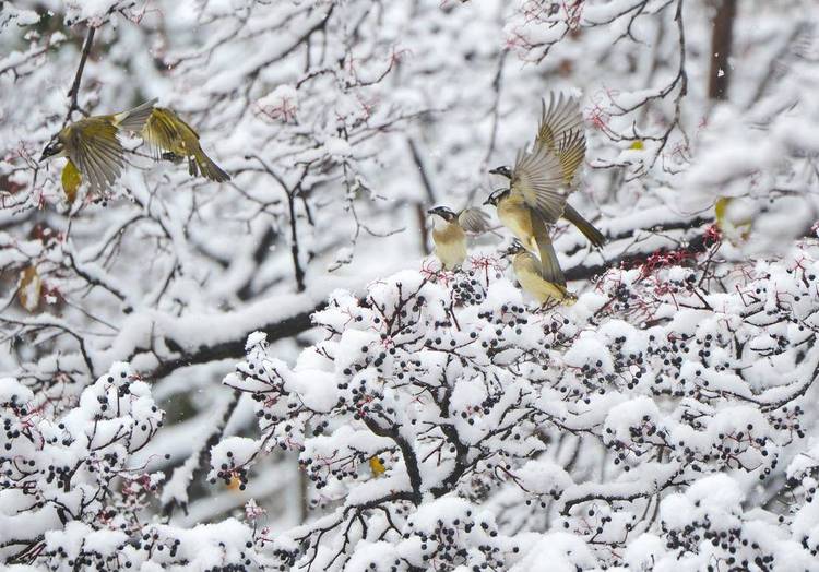 大連：鳥兒雪中覓食忙