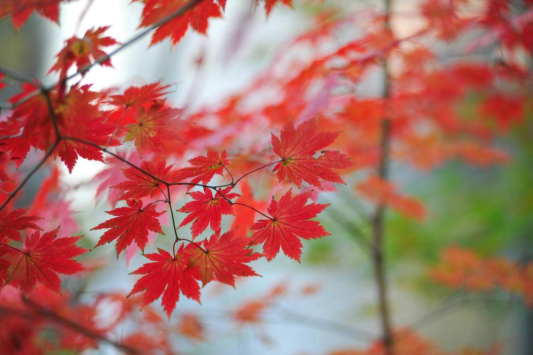 嬈！千山楓葉紅似“燒”