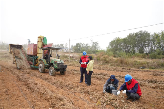 葫蘆島興城市：“電”亮花生秋收路 護航農民豐收夢