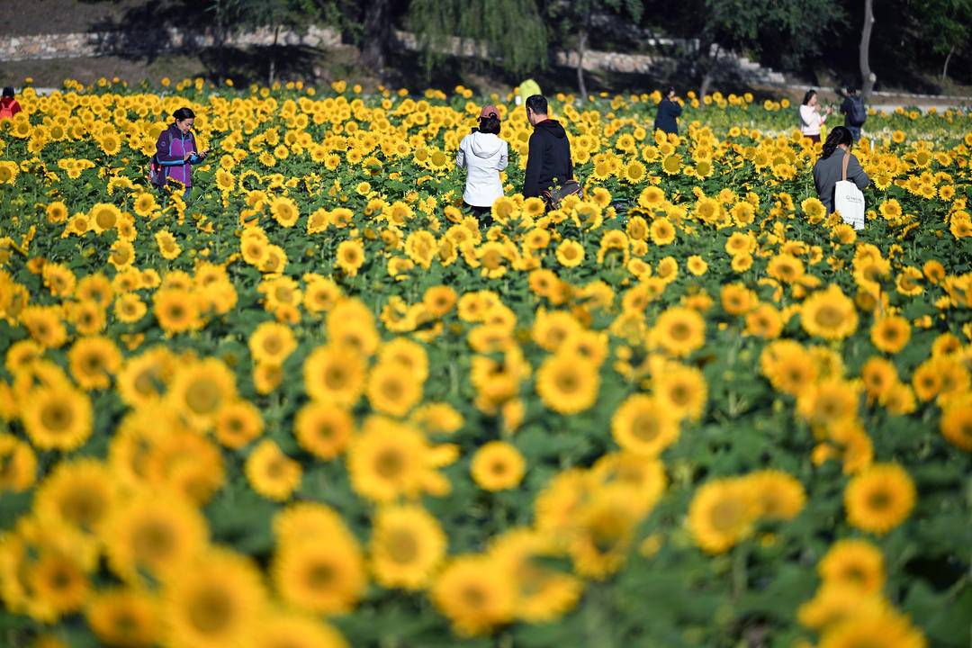 瀋陽：向陽花正“炫”