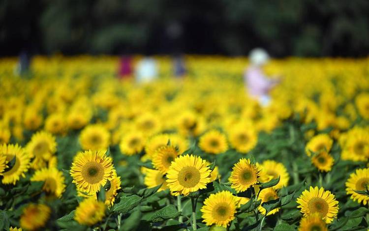 瀋陽：向陽花正“炫”