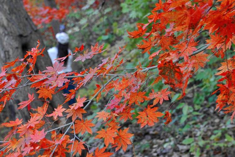 嬈！千山楓葉紅似“燒”