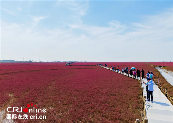 【幸福東北】盤錦紅海灘已進入最佳觀賞期 今年面積為去年四倍大