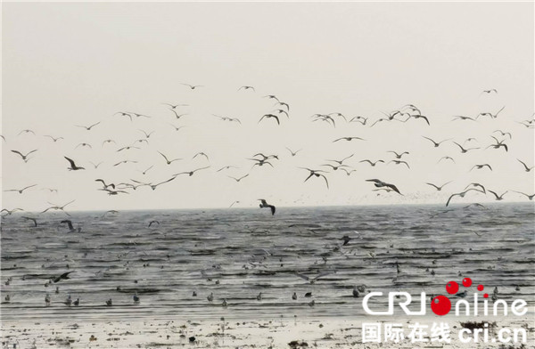 鳥浪奇觀成“生態名片” 營口為候鳥打造宜居樂園