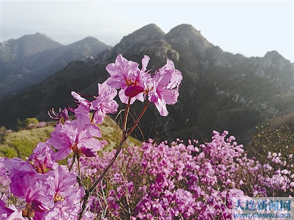 大連春季遊“網紅打卡地” 金普大黑山賞杜鵑花海