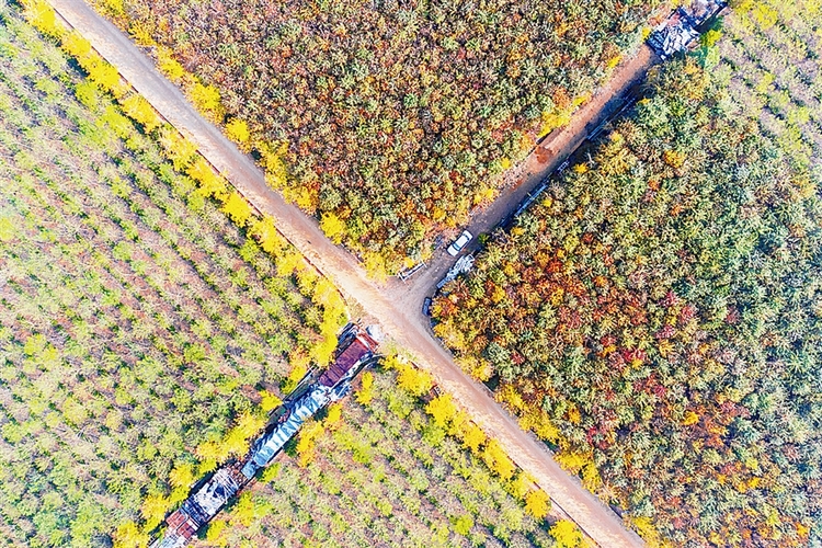 大連：我想把秋的味道送給你