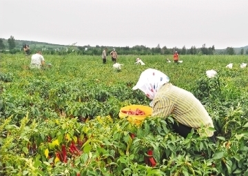 北票市實施“能人工程”促進鄉村振興 241名能人成為強村富民“領頭羊”